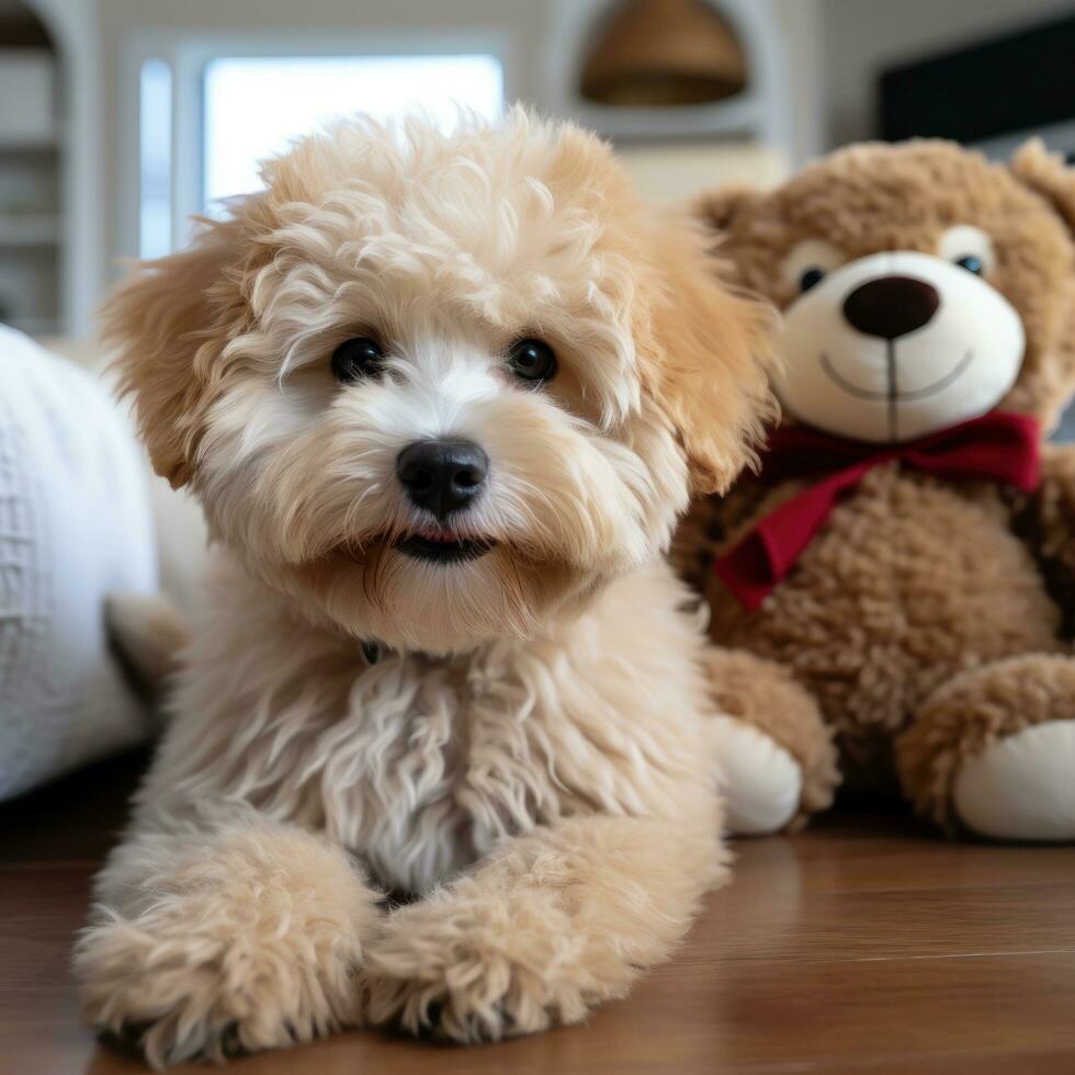 bichón frise con un mullido osito de peluche oso cortar, Listo para abrazos foto