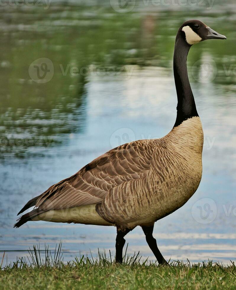 a goose standing on the grass next to a body of water photo