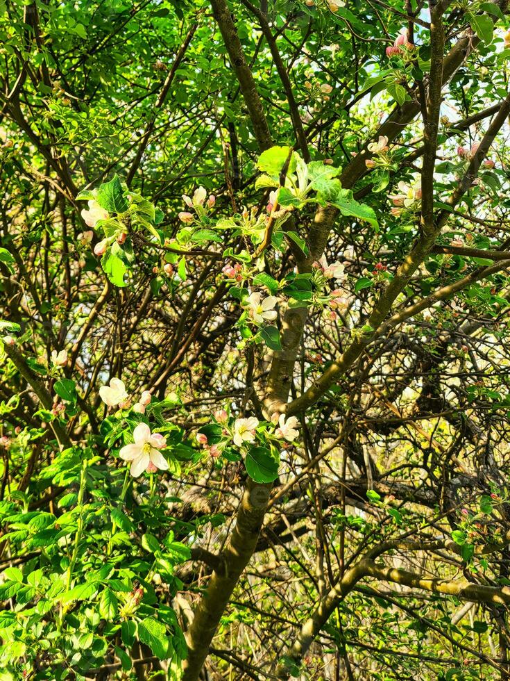 a tree with flowers on it photo