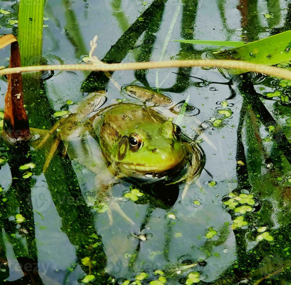 a frog in a pond with green water and grass photo