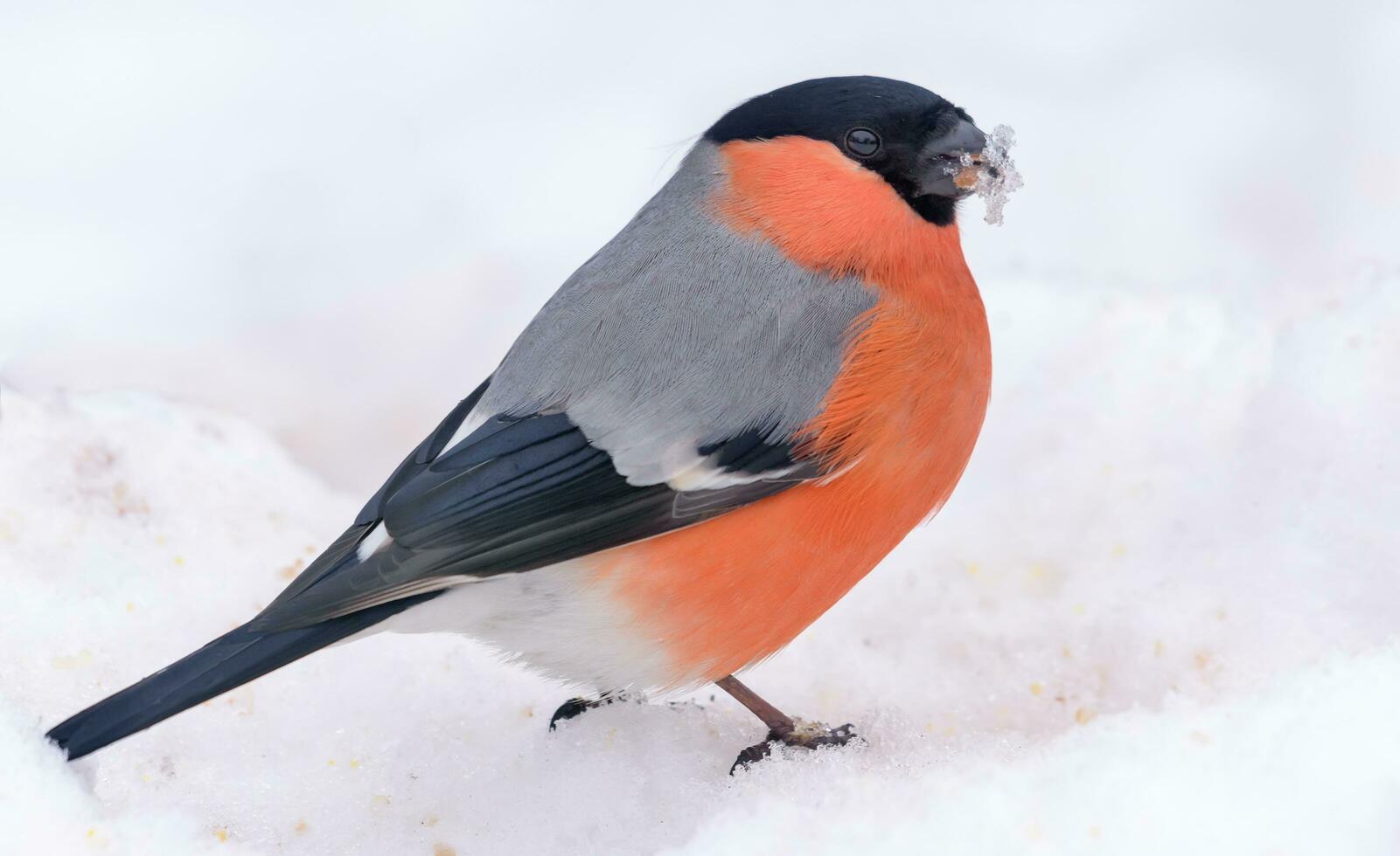 Male Eurasian Bullfinch - Pyrrhula pyrrhula - sits on deep snow with clean white background photo