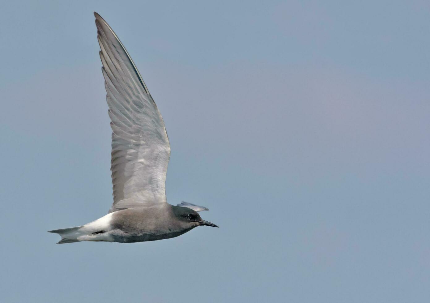 Adult Black tern - Chlidonias niger - flies in blue sky with lifted wings photo