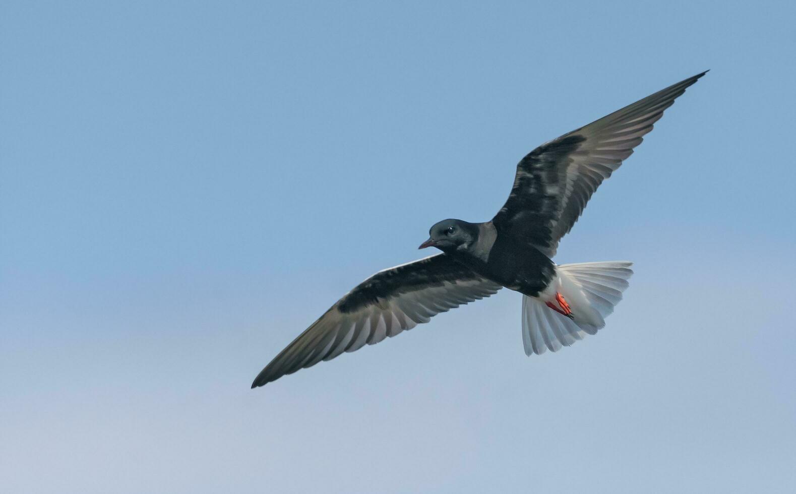 White-winged black tern - Chlidonias leucopterus - hover in blue sky in search of food with spreaded wings photo