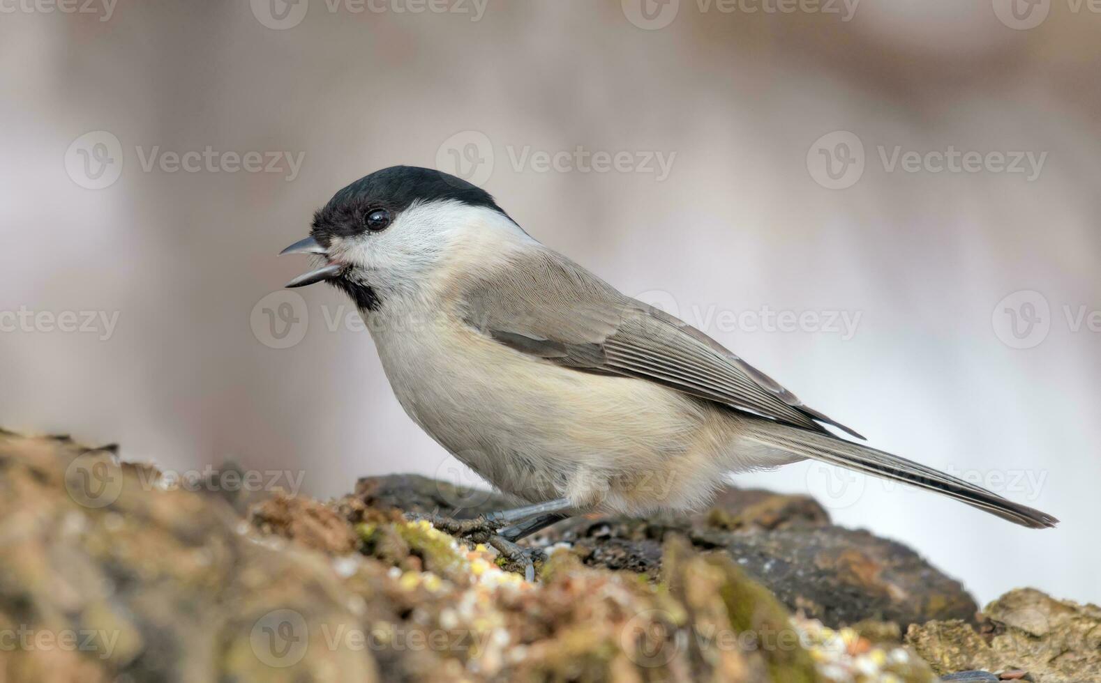 Calling Marsh Tit - Poecile palustris - with wide open beak nice perched on tree stump with clean winter background photo