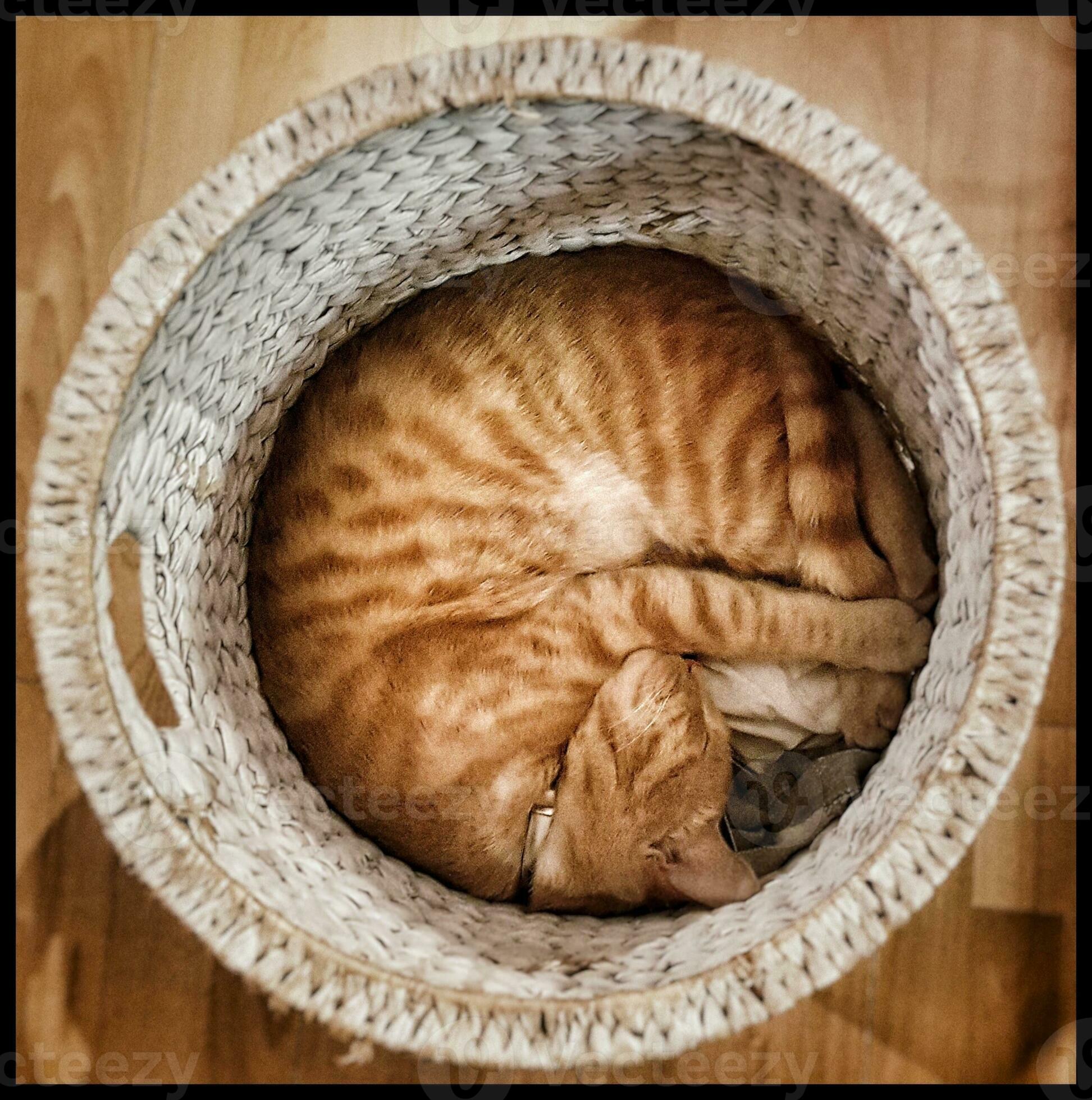 Rustic Siesta Ginger Cat Napping in a Laundry Basket 32160954