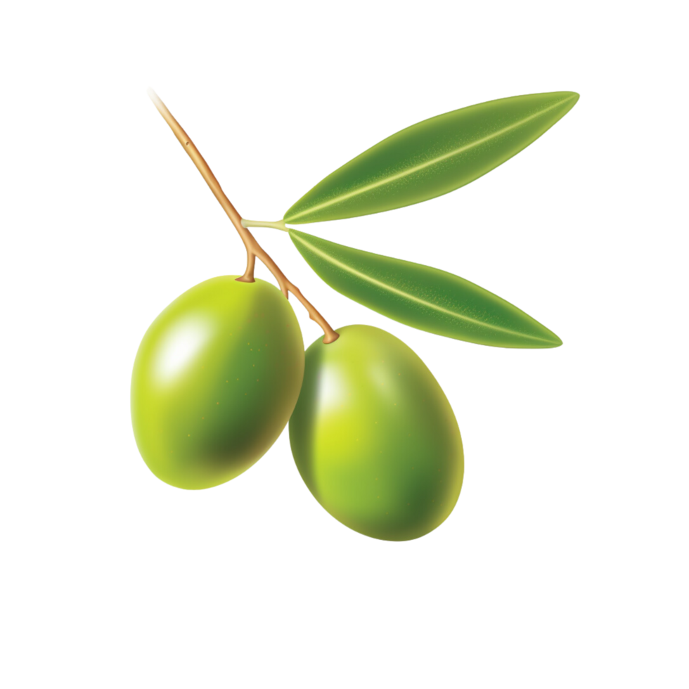 aceituna No antecedentes png