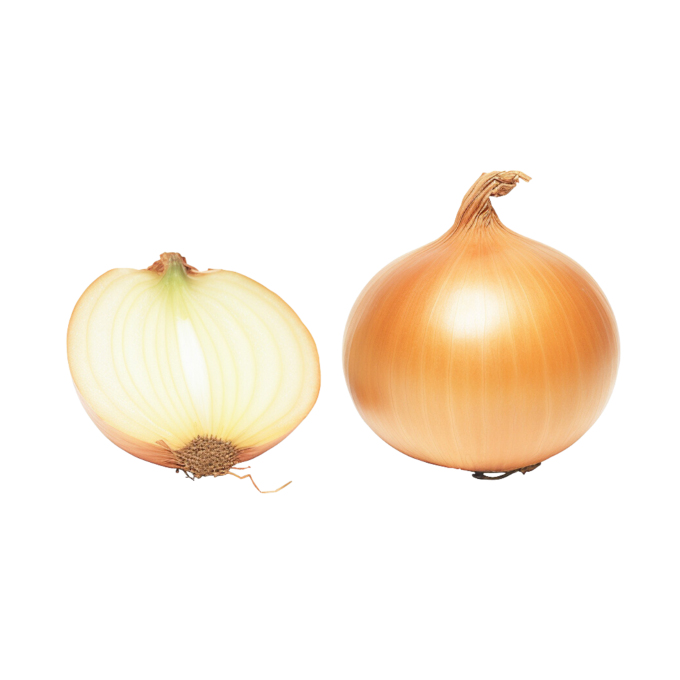 oignon non Contexte png
