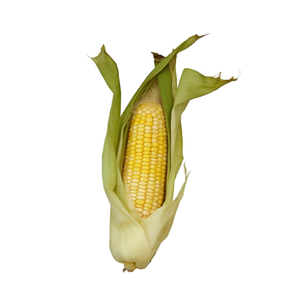 Corn no background png