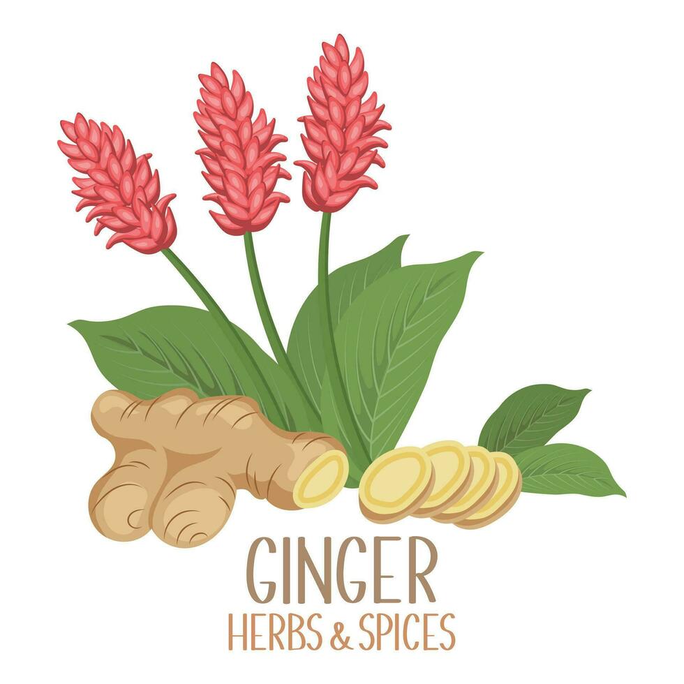 Ginger roots, slices and flowers. Herbs and spices. Illustration, vector