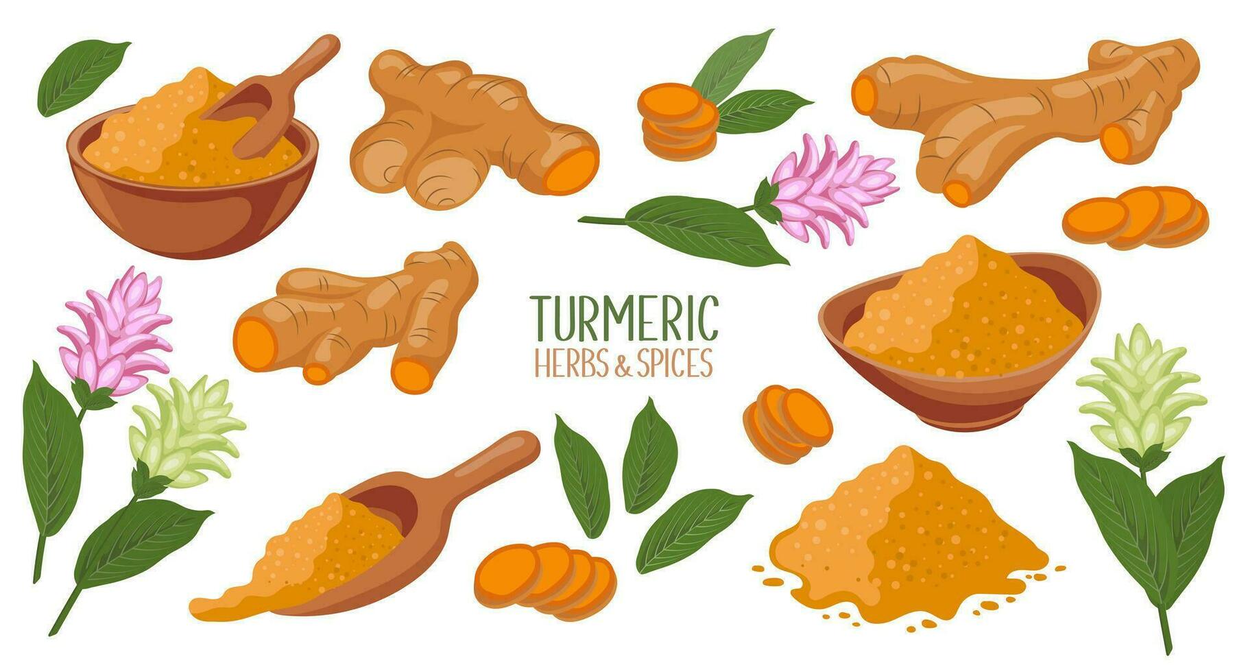 Turmeric icons set. Dry turmeric powder, turmeric roots, slices and flowers. Herbs and spices. Curcumin. Botanical illustration, vector