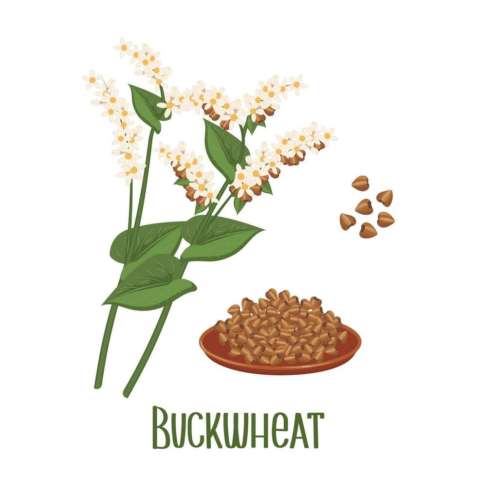 Set of buckwheat grains and spikelets. Buckwheat plant, buckwheat grains in a plate. Agriculture, food icons, design elements, vector