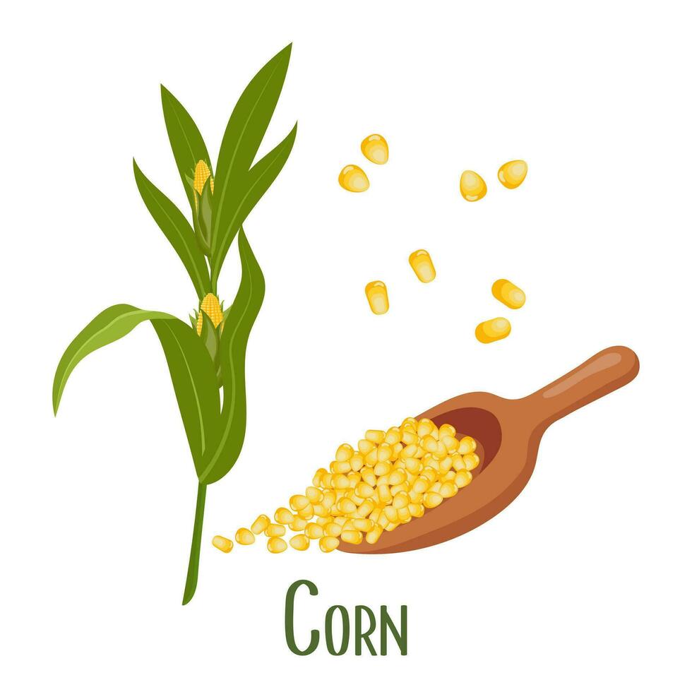 Set of corn grains and ears. Corn plant, sweet corn, corn kernels in a spoon. Agriculture, food icons, vector