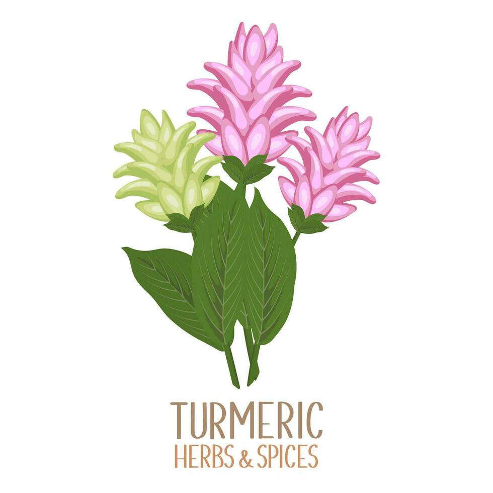 Colorful turmeric flowers. Herbs and spices. Curcumin. Botanical illustration, vector