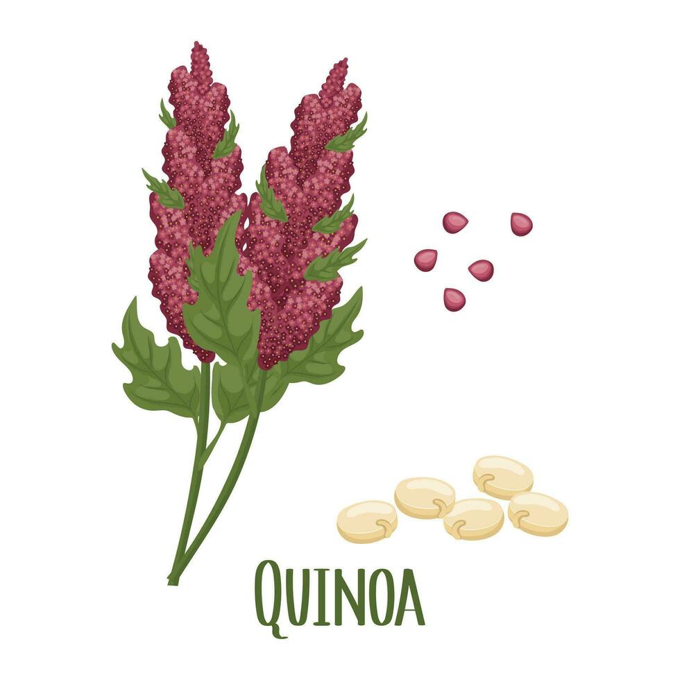 Set of quinoa grains and spikelets. Quinoa plant, quinoa grains scattered. Agriculture, food, design elements, vector