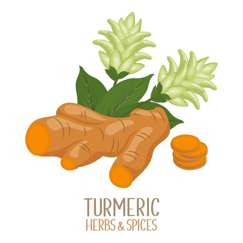 Turmeric root and flowers. Herbs and spices. Curcuma Longa Linn. Illustration, vector