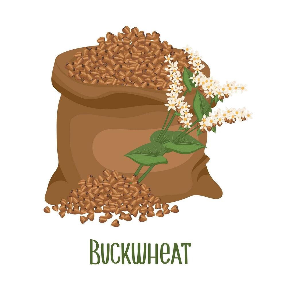 Set of buckwheat grains and spikelets. Buckwheat plant, buckwheat grains in a linen bag. Agriculture, food icons, design elements, vector