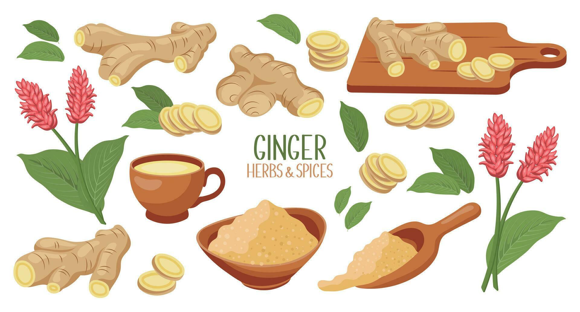Set of ginger roots. Ginger root, dry ground powder, ginger tea, ginger
