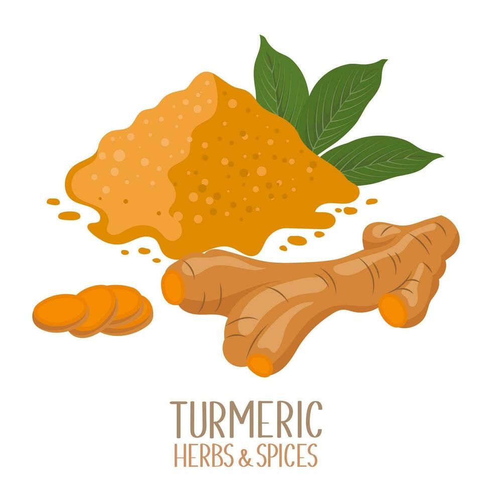 Turmeric root and dry turmeric powder. Herbs and spices. Curcumin. Illustration, vector