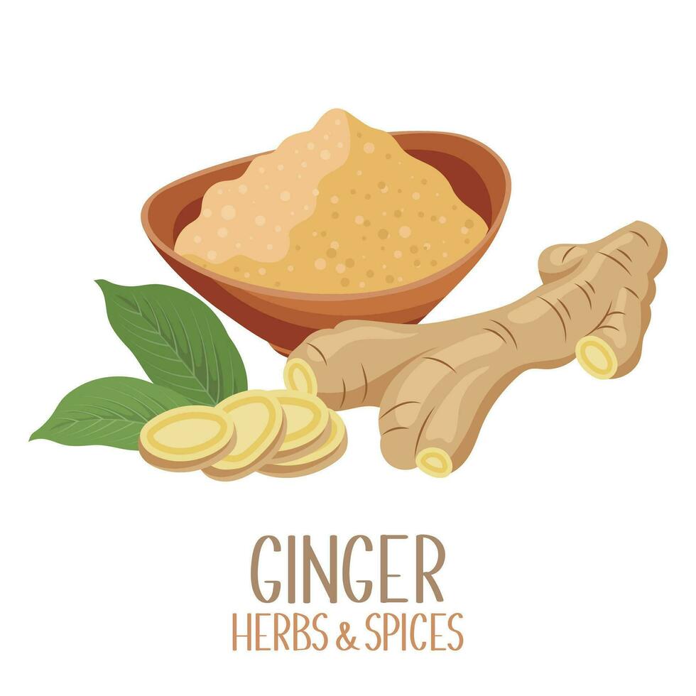 Ginger roots, root slices and dry ginger powder. Herbs and spices. Illustration, vector