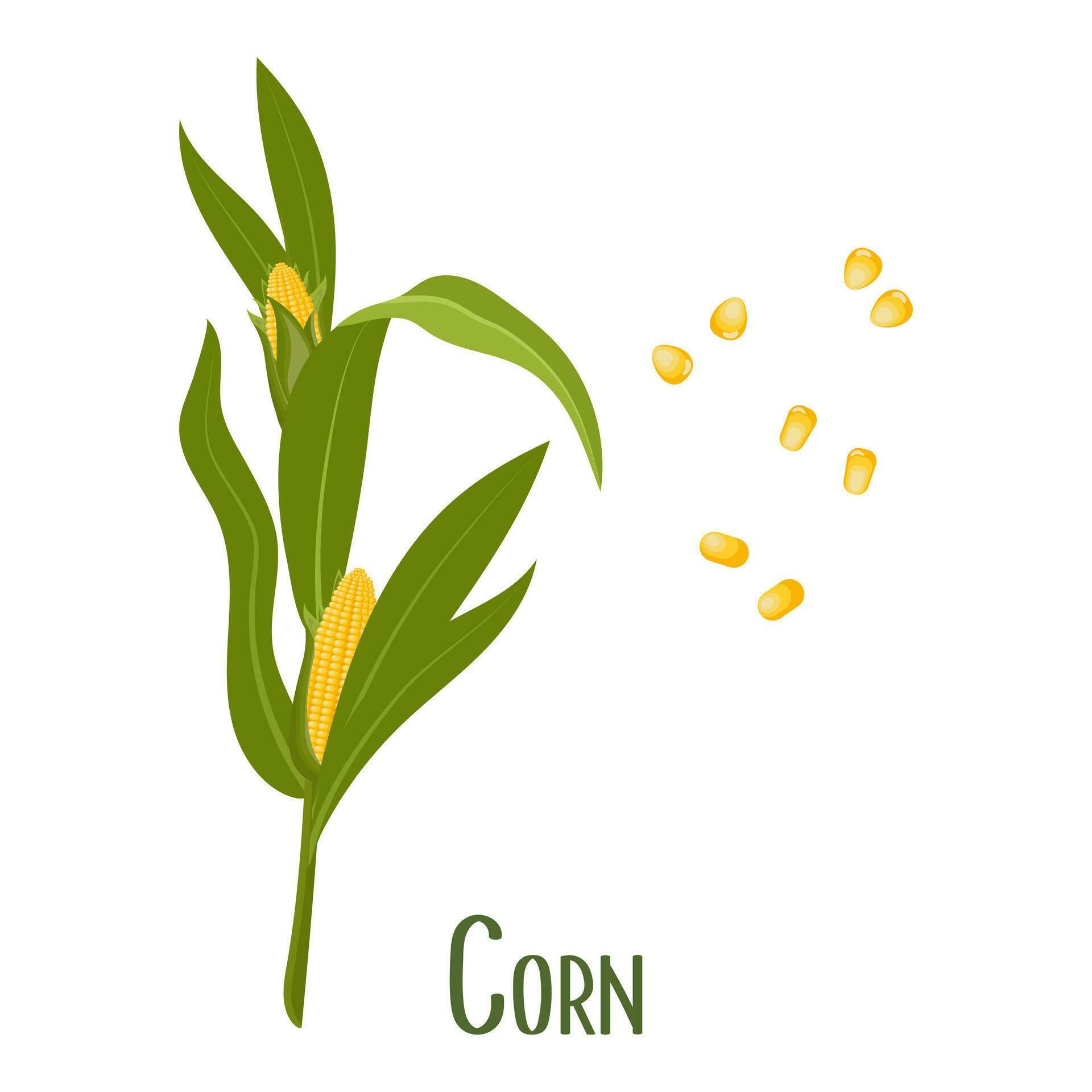 Set of corn kernels and cobs. Corn plant, sweet corn, corn kernels
