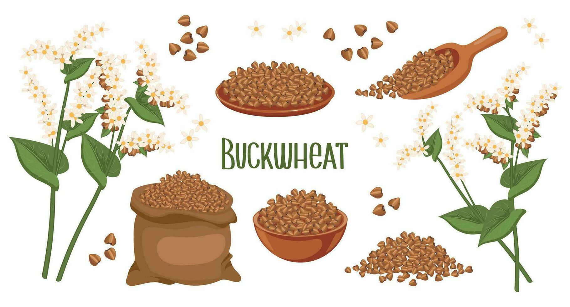Set of buckwheat grains and spikelets. Buckwheat plant, buckwheat grains in a plate, spoon and bag. Agriculture, food icons, design elements, vector