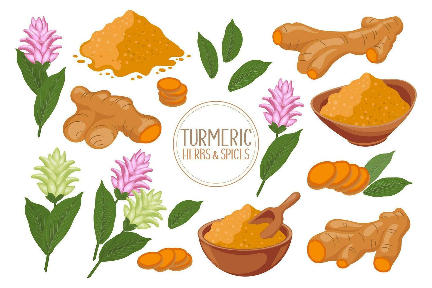 Turmeric icons set. Dry turmeric powder, turmeric roots, slices and flowers. Herbs and spices. Curcumin. Botanical illustration, vector