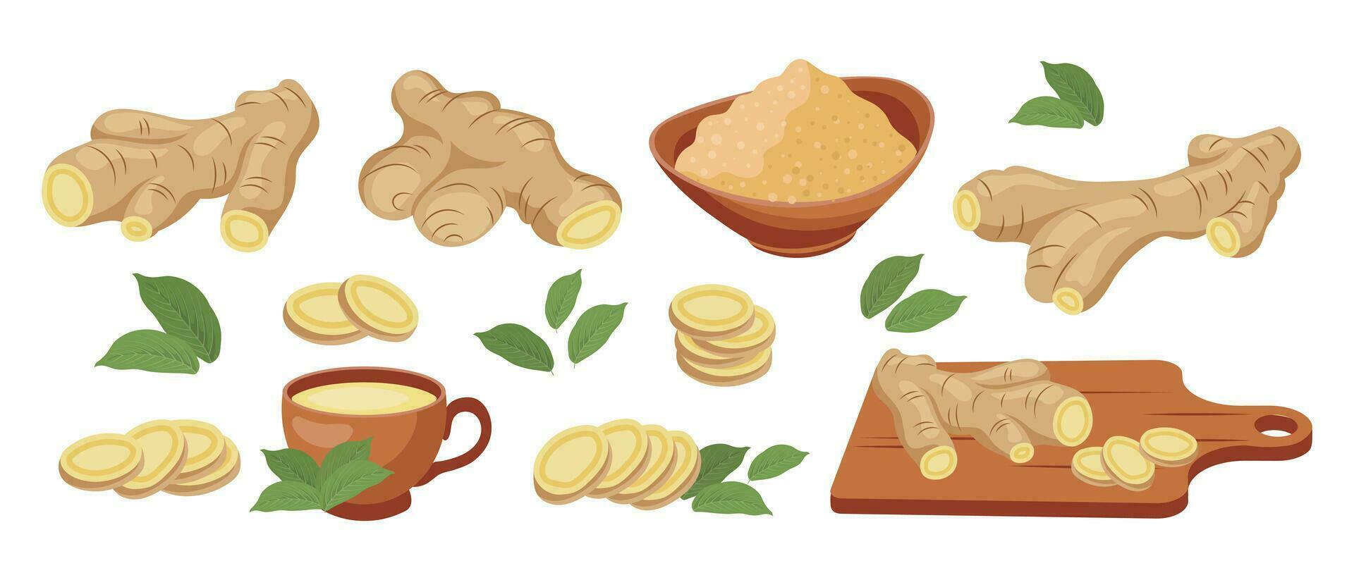 Set of ginger roots. Ginger root, dry ground ginger, ginger tea, ginger leaves. Food icons, vector