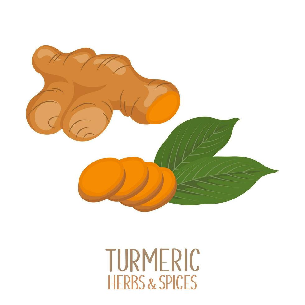Turmeric root and turmeric slices. Herbs and spices. Curcumin. Illustration, vector