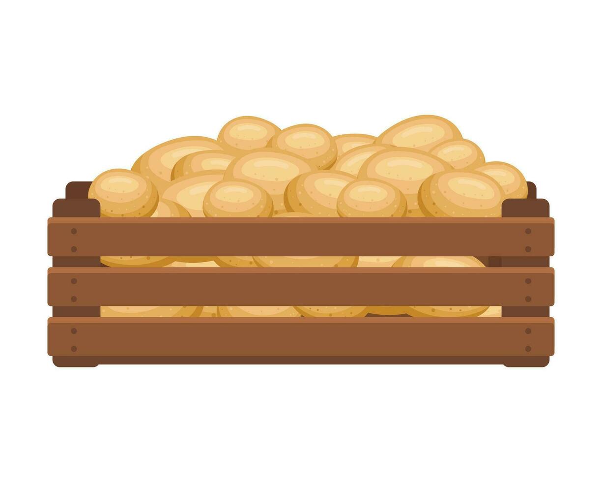 Wooden box with potato tubers. Healthy food, vegetables, agriculture illustration, vector