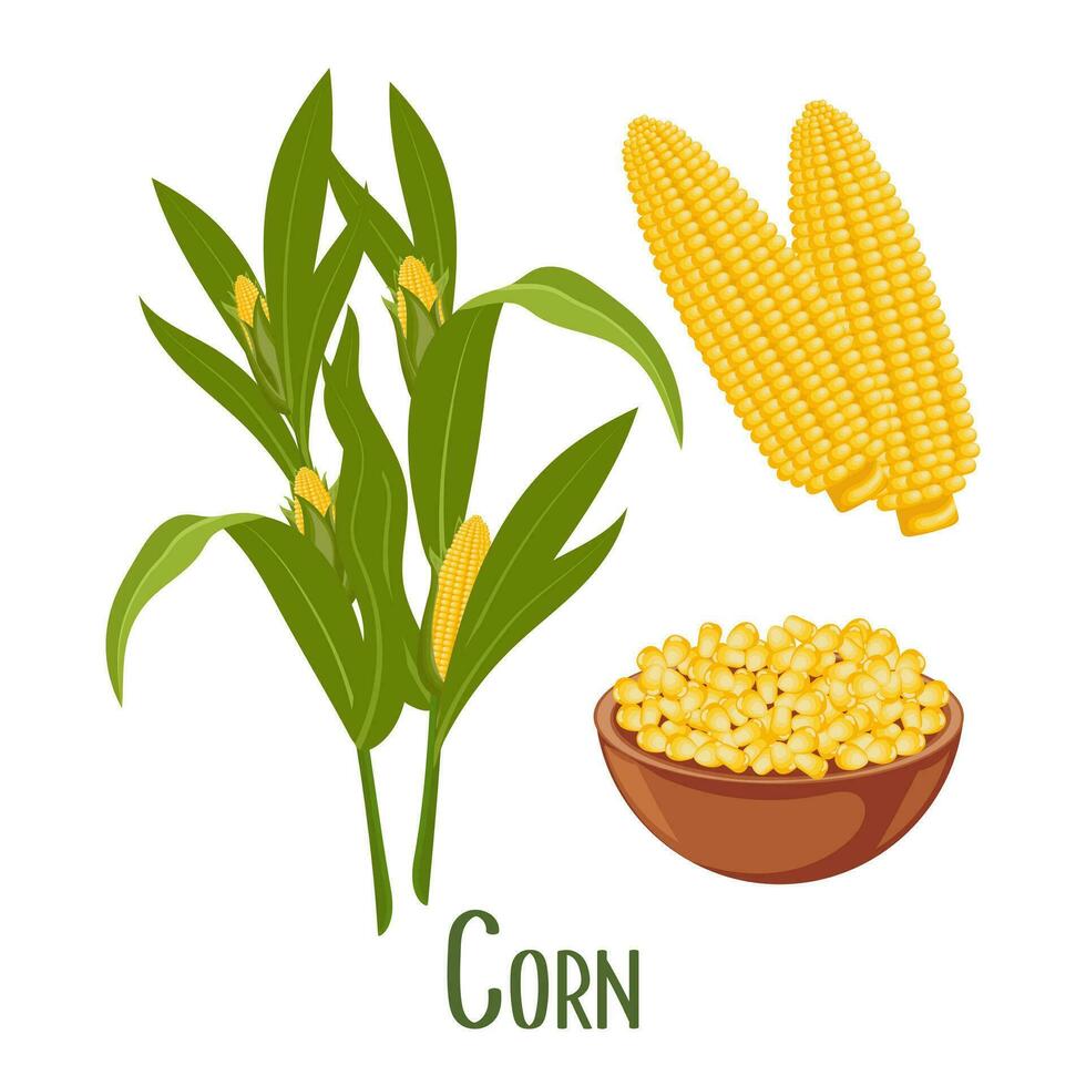 conjunto de maíz granos y orejas de maíz. maíz planta, dulce maíz, maíz mazorcas, maíz granos en un lámina. agricultura, comida iconos, vector