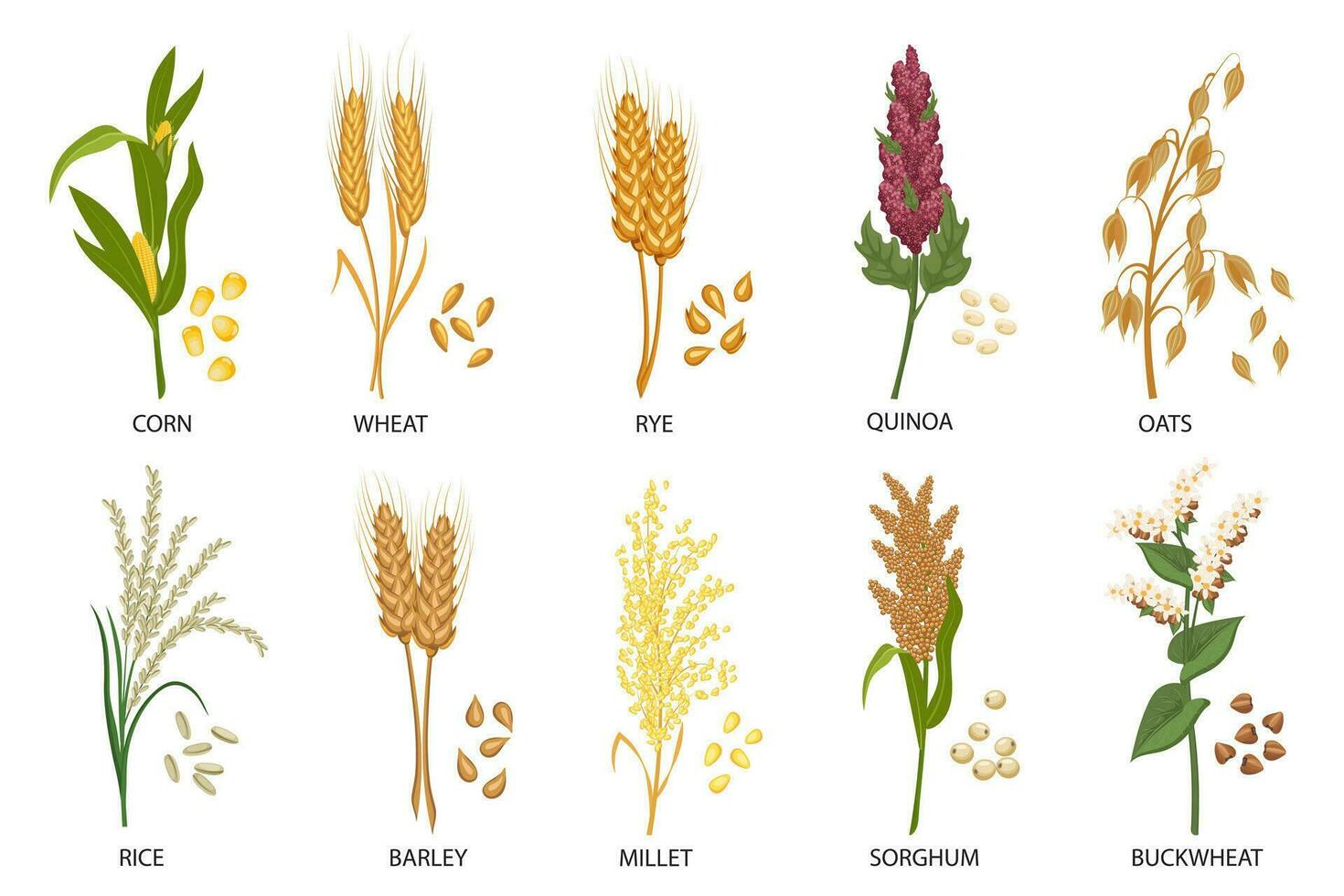 conjunto de cereales, grano plantas. trigo, centeno, avena, arroz, alforfón, maíz, quinua, sorgo, cebada, mijo, espiguillas cosecha, agricultura. ilustración, vector