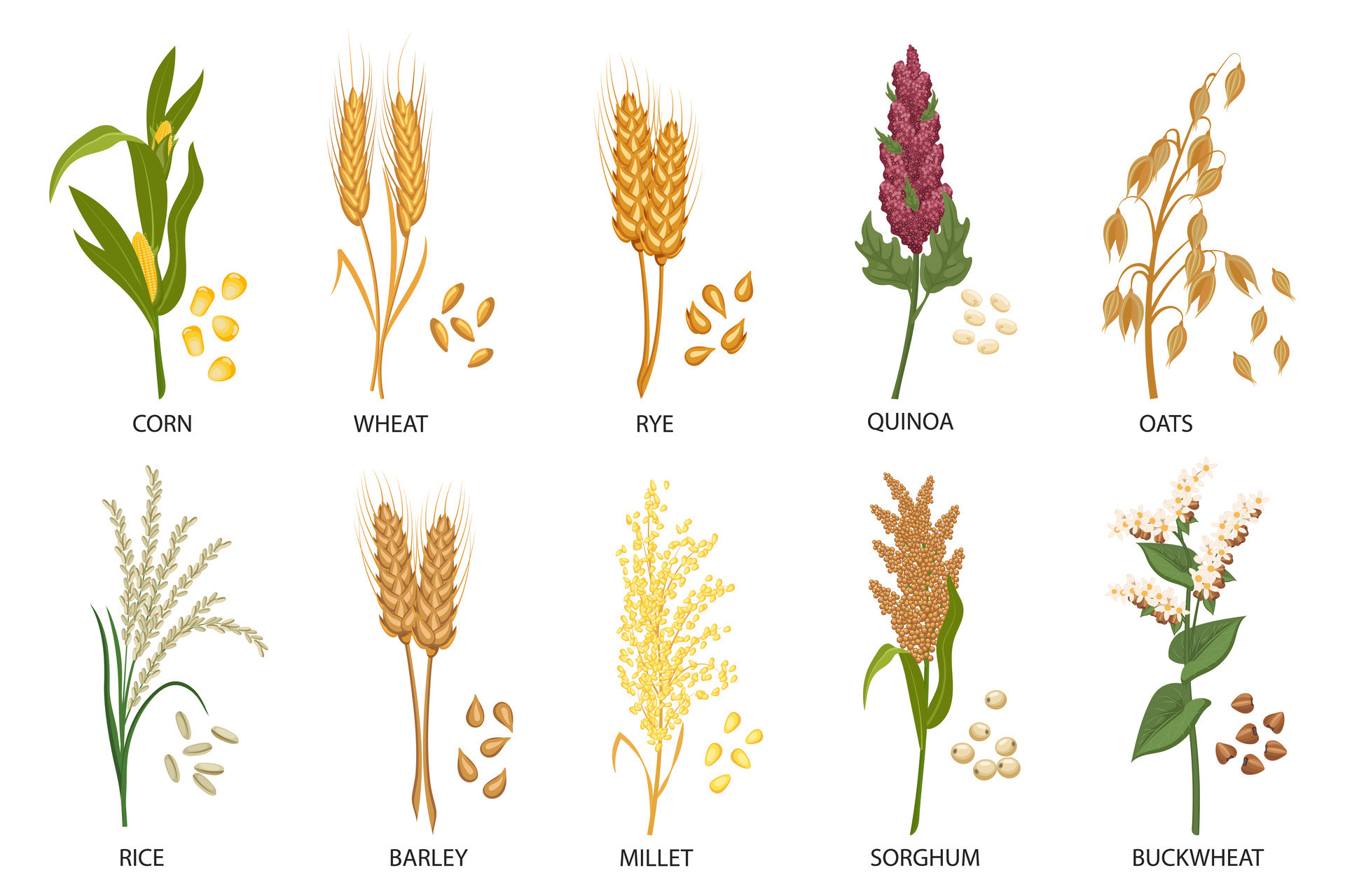 Set of cereals, grain plants. Wheat, rye, oats, rice, buckwheat, corn