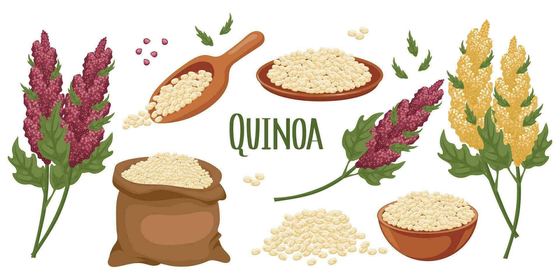 Set of quinoa grains and spikelets. Quinoa plant, quinoa grains in a plate, spoon and bag. Agriculture, food, design elements, vector
