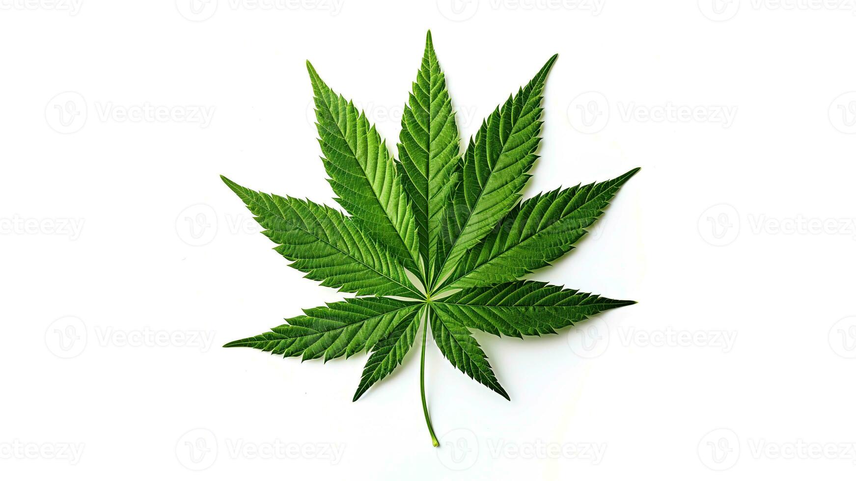 Cannabis leaf isolated on a white background. AI Generated photo