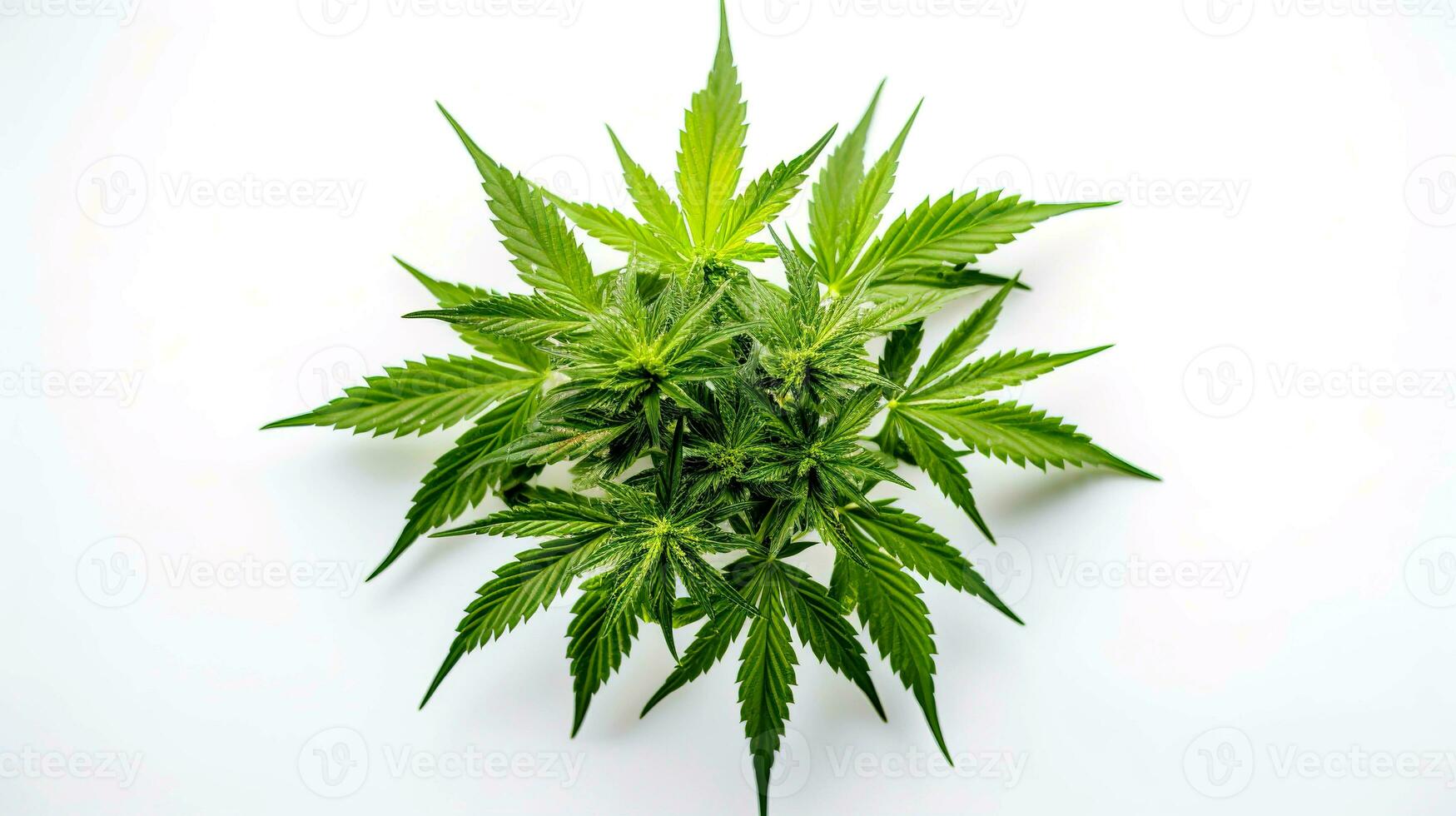 Cannabis leaves isolated on white background with clipping path. Top view. AI Generated photo