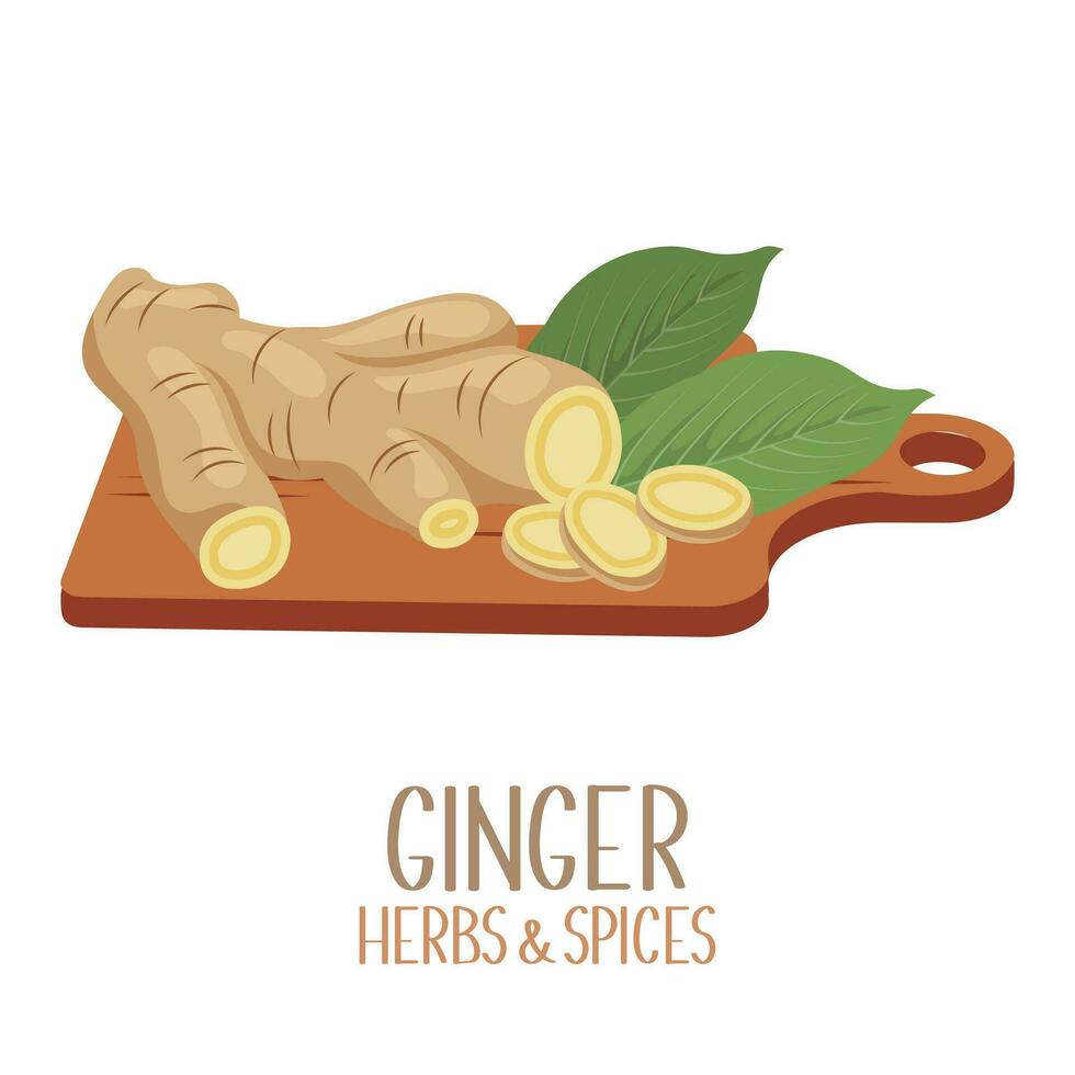 Roots and slices of ginger on a cutting board. Herbs and spices. Illustration, vector