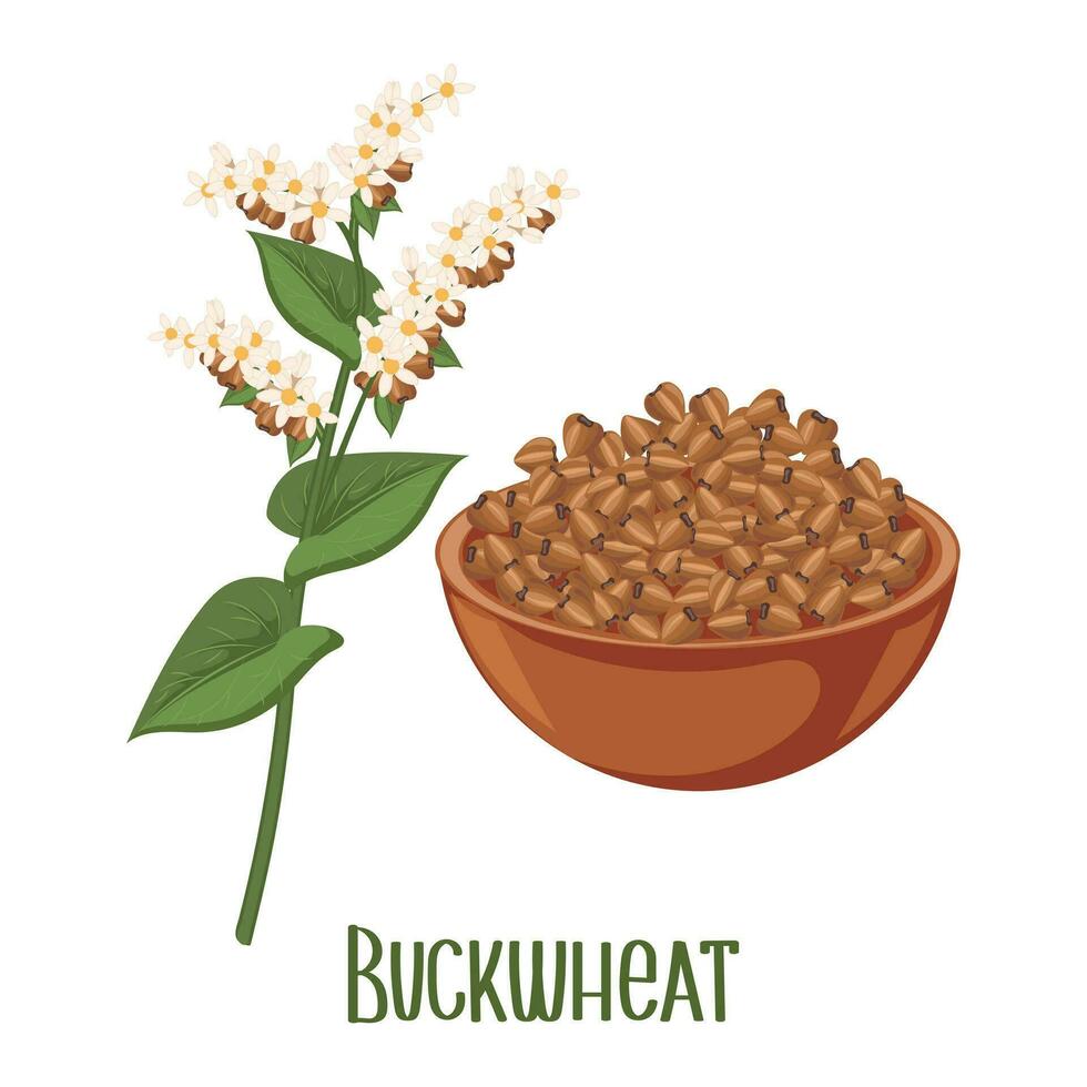 Set of buckwheat grains and spikelets. Buckwheat plant, buckwheat grains in a plate. Agriculture, food icons, design elements, vector