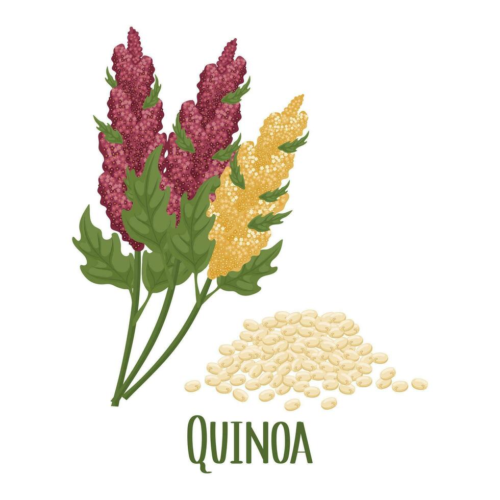 Set of quinoa grains and spikelets. Quinoa plant, quinoa grains scattered. Agriculture, food, design elements, vector