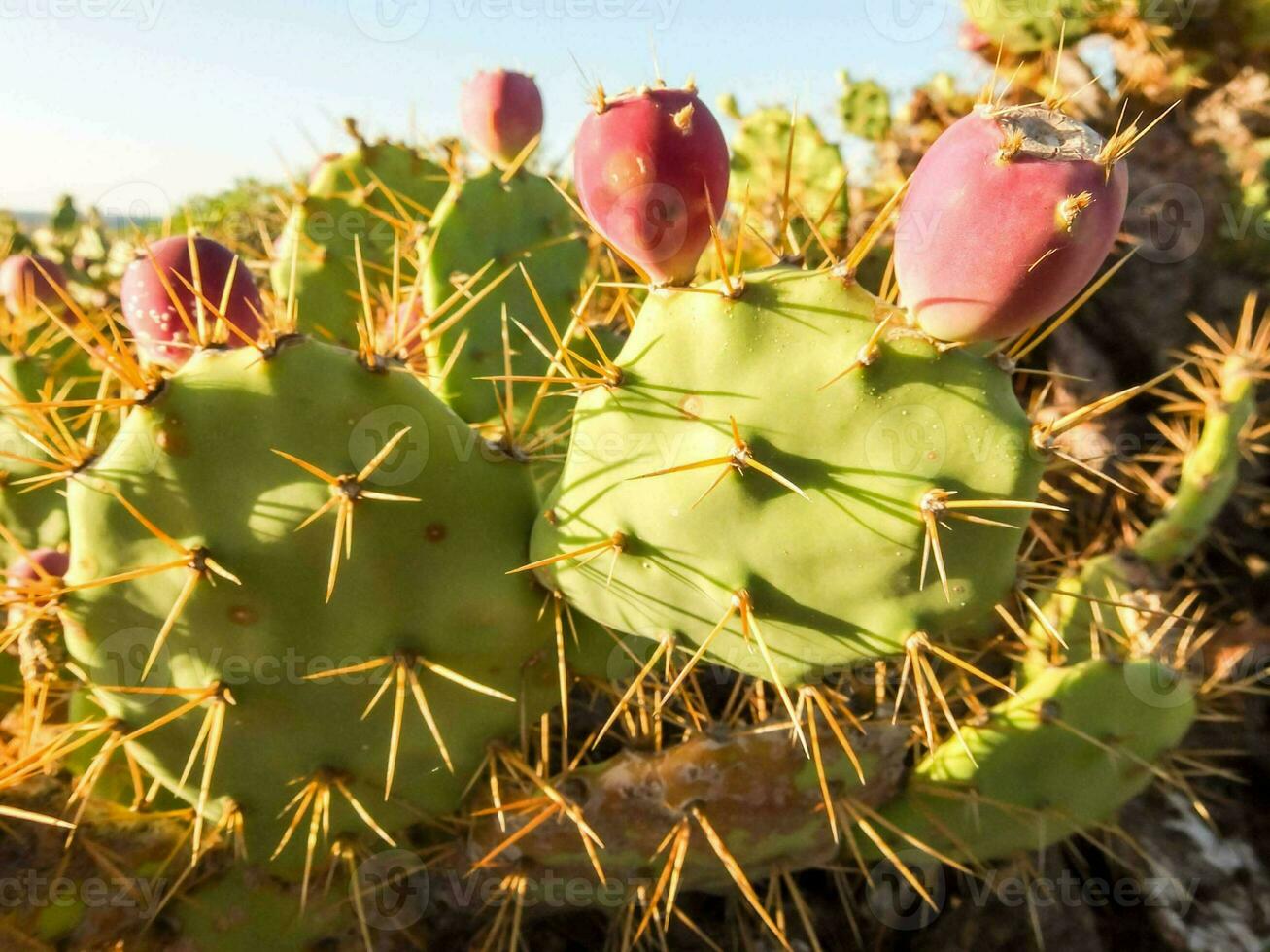 Close up of a cactus photo