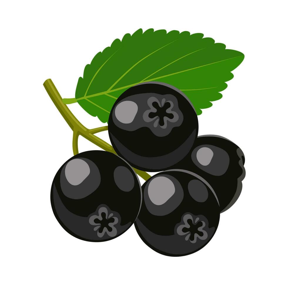 Vector illustration, Aronia or chokeberry, isolated on white background.