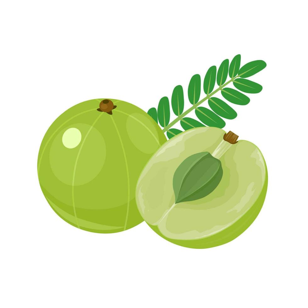 Vector illustration, Phyllanthus emblica, also known as emblic, myrobalan, Indian gooseberry, Malaca tree, or amla, isolated on white background.