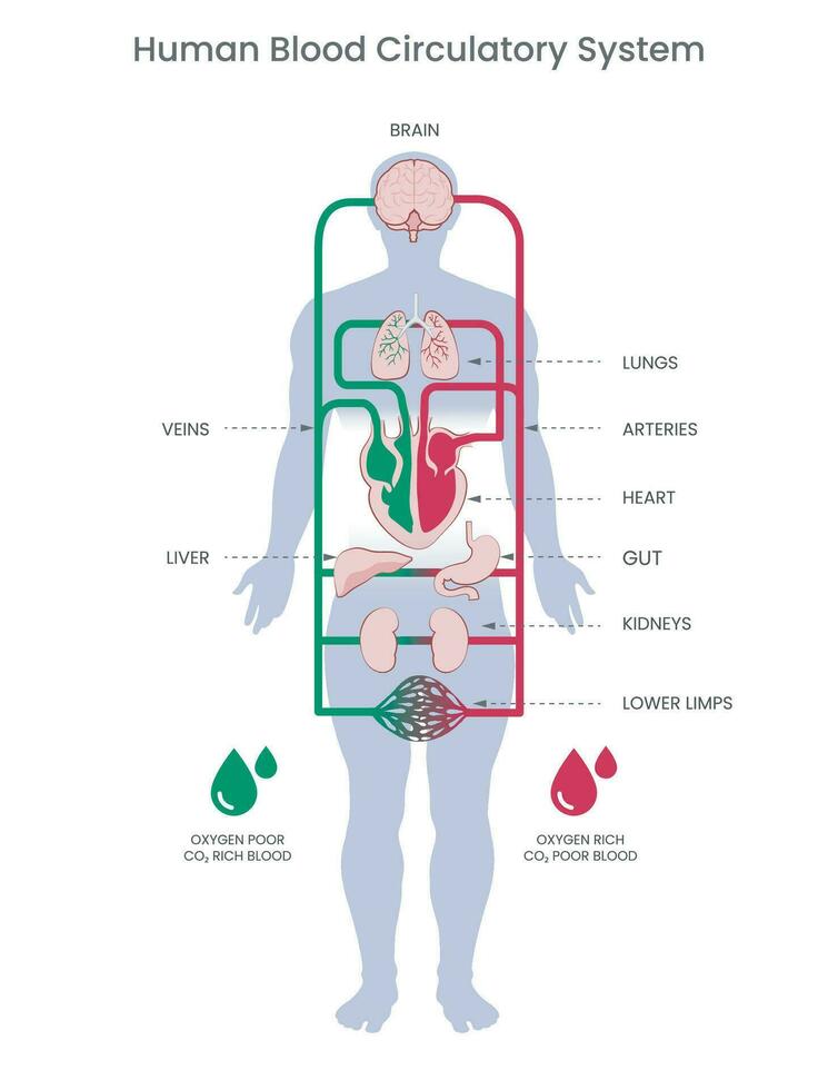 humano circulatorio sistema y sangre circula mediante arterias y las venas vector ilustracion