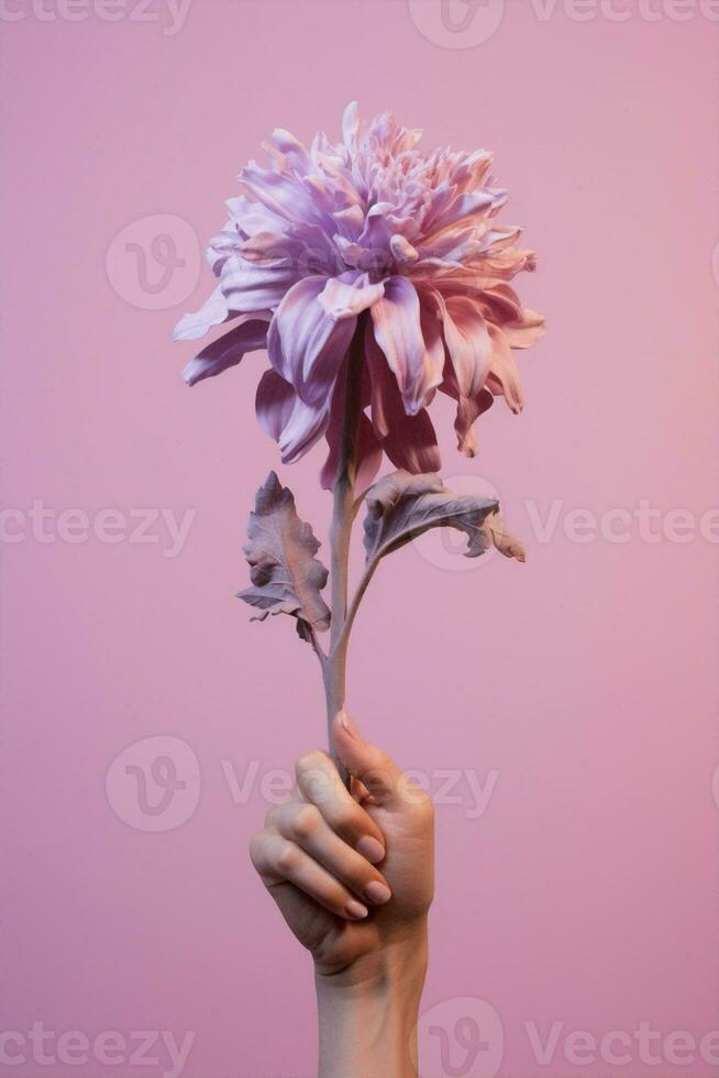 Woman hands flowers beauty floral love nature pink summer isolated violet photo