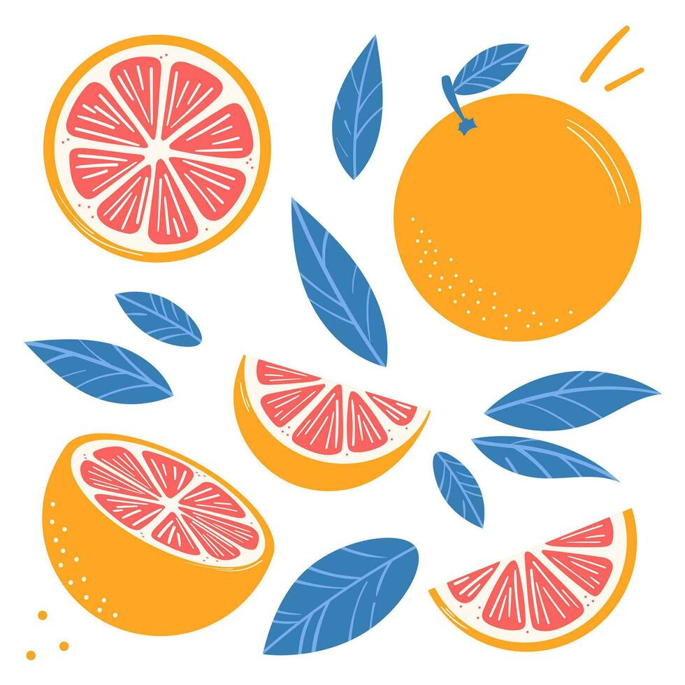 Grapefruit vector illustration set, flat clip art