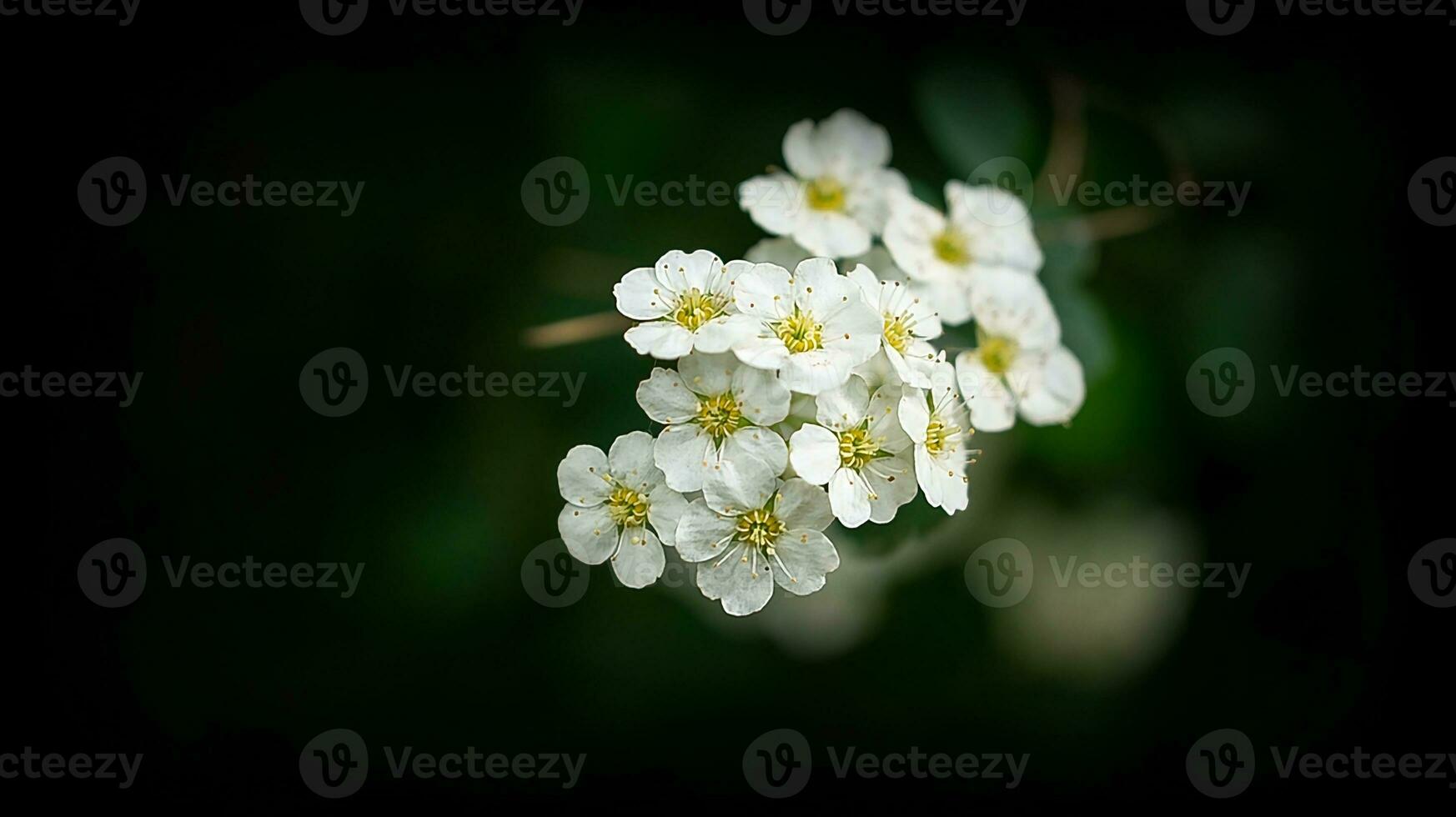 White flowers on the index of a flower with dark background. Plants photo
