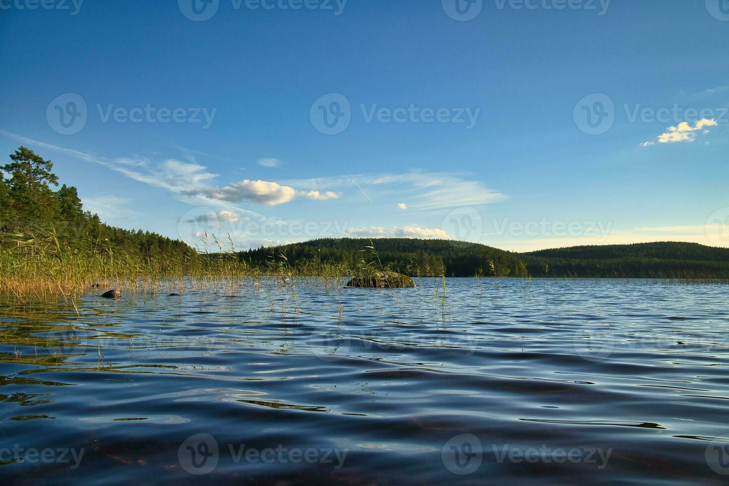 ver de un lago en pequeño en Suecia. azul agua con ligero olas y cañas azul cielo foto