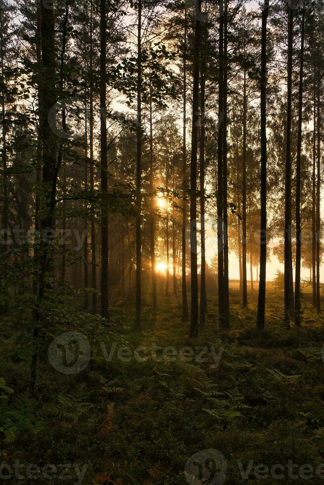 Pine forest by a forest lake at sunrise in Sweden. Sun rays shining through the trees photo