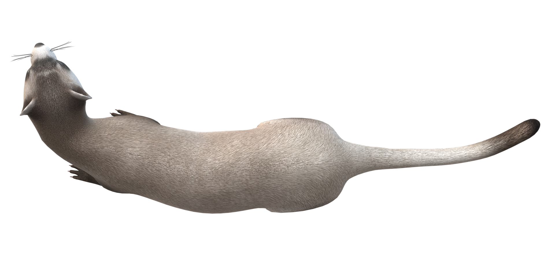 Weasel isolated on a Transparent Background png