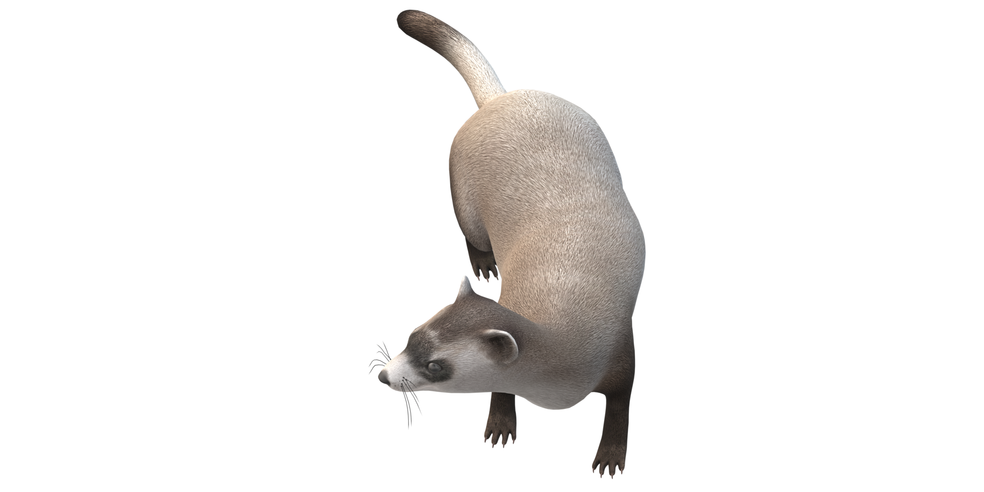 Weasel isolated on a Transparent Background png
