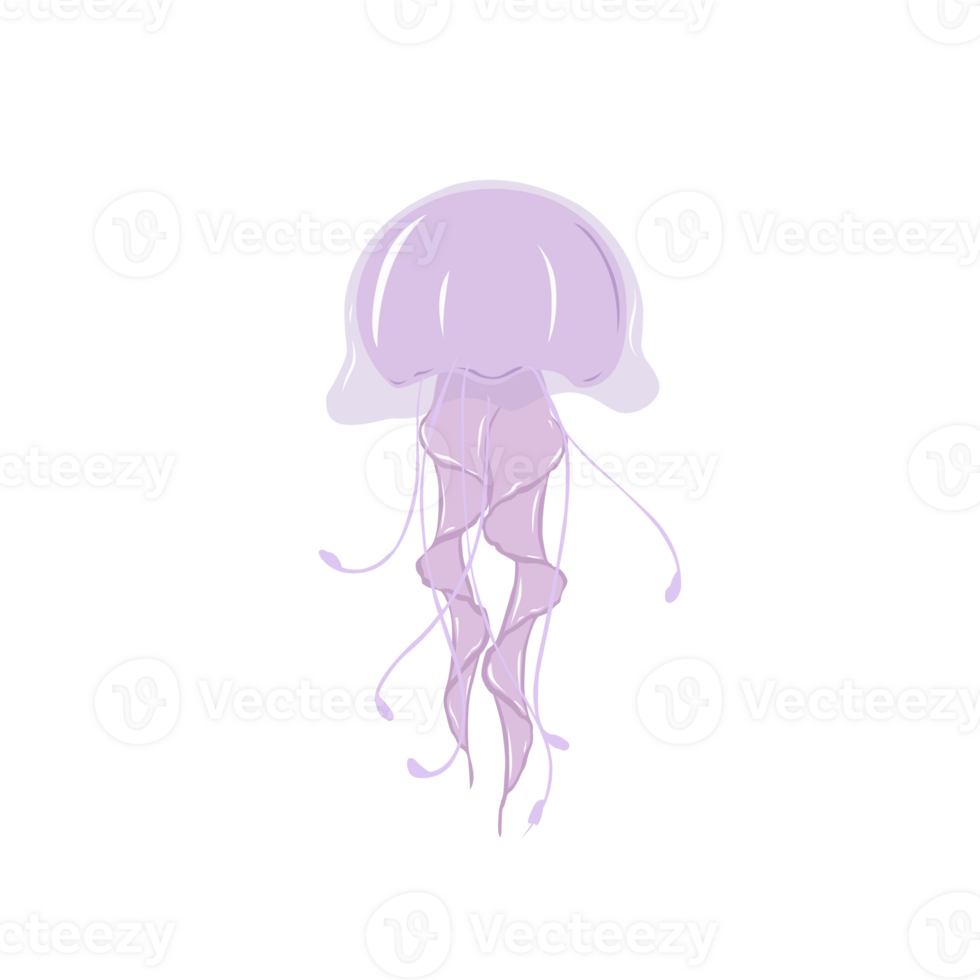 Pink Jellyfish Illustration png